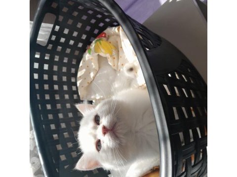 British shorthair kedilerimiz evcimen oyuncudur