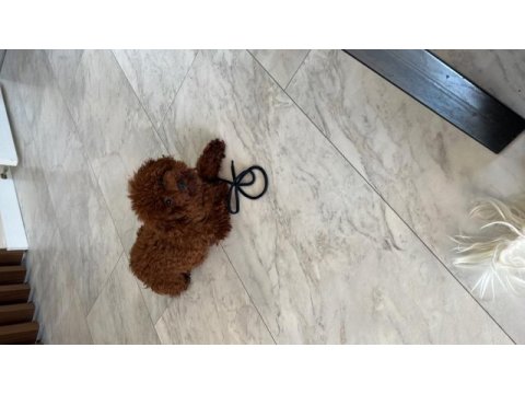 Yetişkin dişi kore belgeli poodle lar