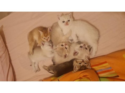 7 kardeş kedimizi sahiplendirme 1 erkek 6 dişi