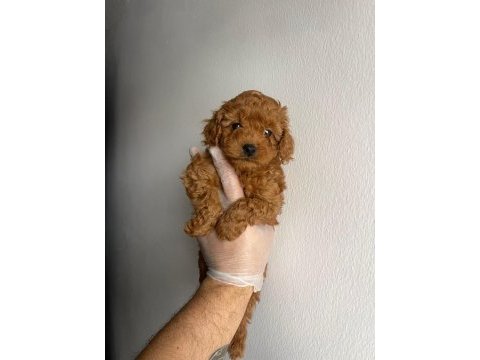 Toy poodle ev ortamında yavrular