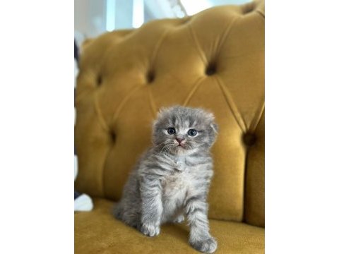 Yavru scottish fold kediler