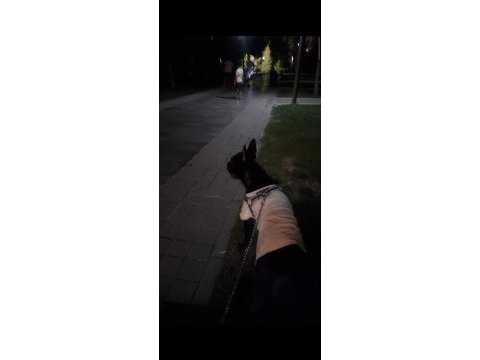 Erkek french bulldog