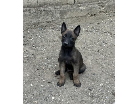 A kalite belçika malinois yavrular