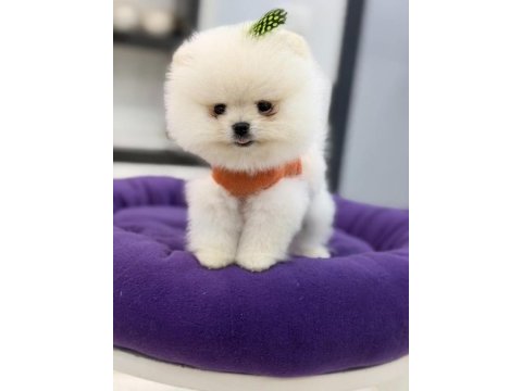 400 gr tam teacup boy orjinal beyaz pomeranian yavrumuz