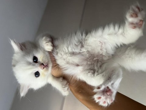 Erkek dişi scottish fold yavrular