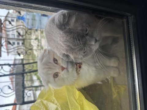 Scottish fold kedimiz