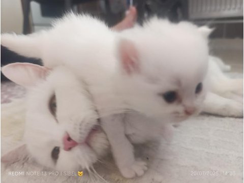 Sevimli british shorthair bebeklerimiz sahiplendirilecek