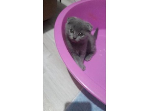 Dişi erkek mevcut british shorthair