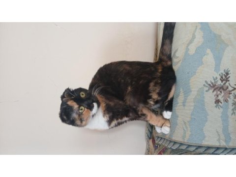 Scottish fold kaliko çok komik ve çok insancıl