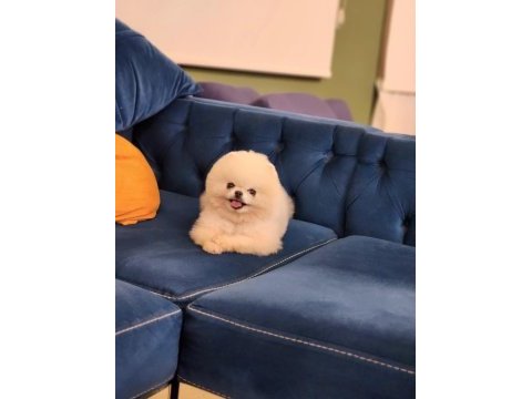 Karbeyaz 1 yaş teacup erkek pomeranian
