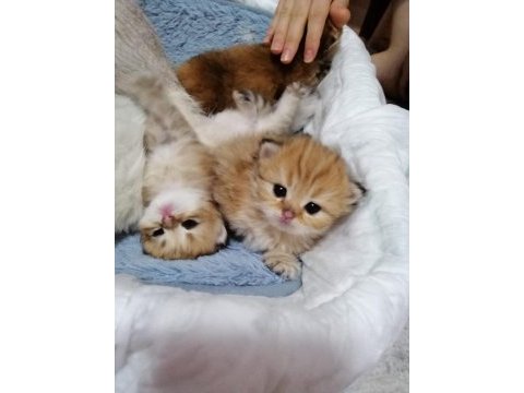 Golden british shorthair erkek yavrular