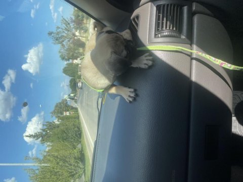 Yavru 3 aylık pug