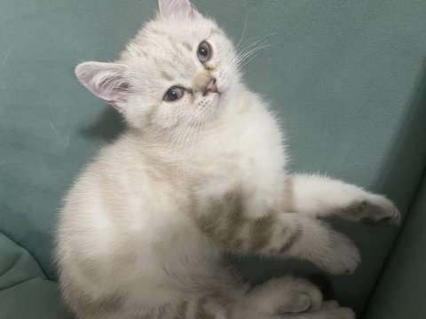 British shorthair erkek