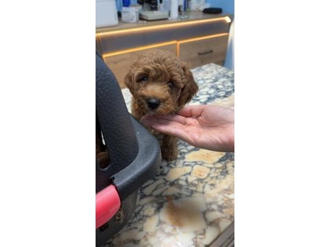 Kore yavrusu a kalite orjinal toy poodle yavrular