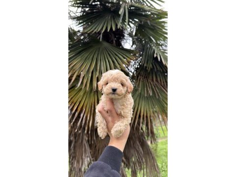 Saf kan kore maltipoo yavrumuz yeni yuvasına hazır