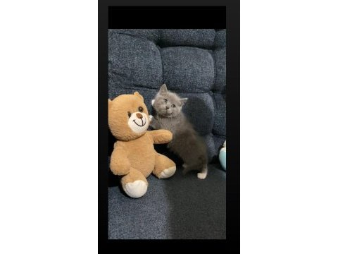 Ayı surat gri british shorthair yavrularımız