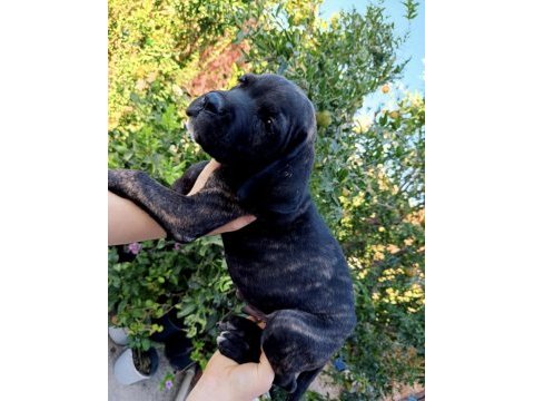 Cane corso yavrular ırk sağlık garantili