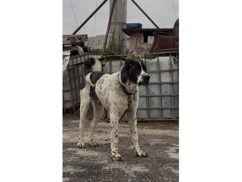 Ala 8 aylık erkek dev rus köpeğimiz