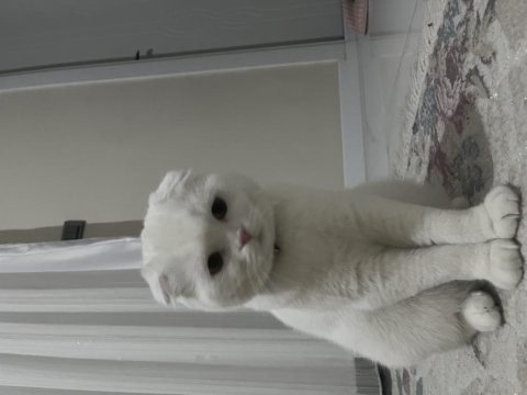 Kız yavru kedimiz