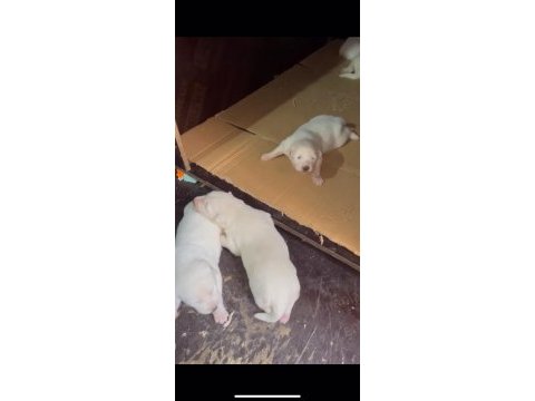 Ev doğumlu orjinal beyaz alman çoban köpeği yavrular