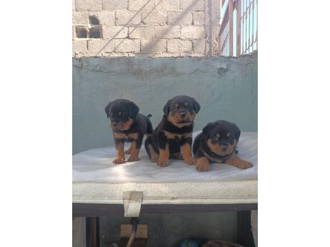 Rottweiler kalite arayanlar