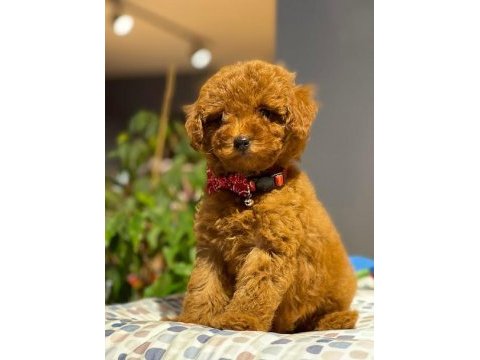 Orjinal ırk ve sağlık garantili red brown toy poodle