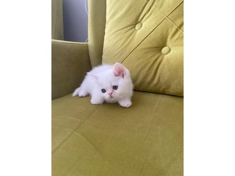British shorthair kedimiz