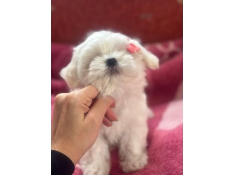Dişi kore maltese