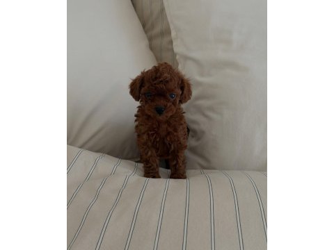 Hayalindeki poodle’a bir adım uzaktasın