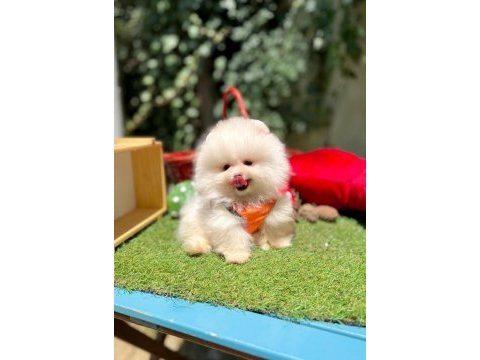 Safkan pomeranian yavrular