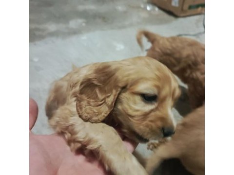 Perma kulak amerikan cocker bebekler hazır