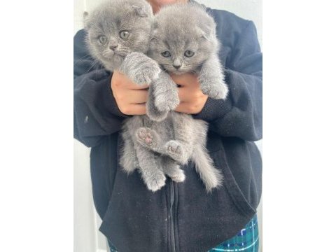 Scottish fold kedimiz