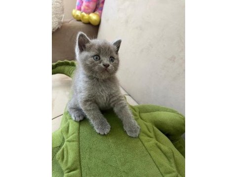 British shorthair kediler