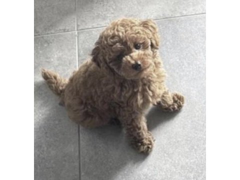 Toy poodle köpeğimiz