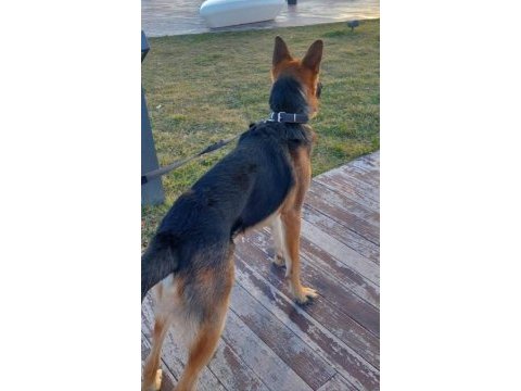 Şecereli alman kurdu köpeğimi sahiplendiriyorum