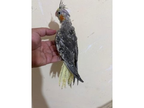 46 günlük full evcil kusursuz sultan papağanı