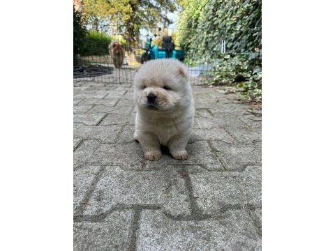 Chow chow (çin aslanı) yavrularımız