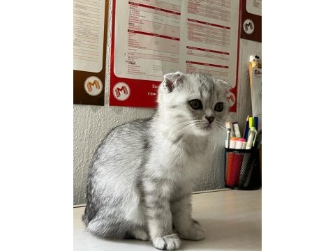 Sağlıklı scottish fold