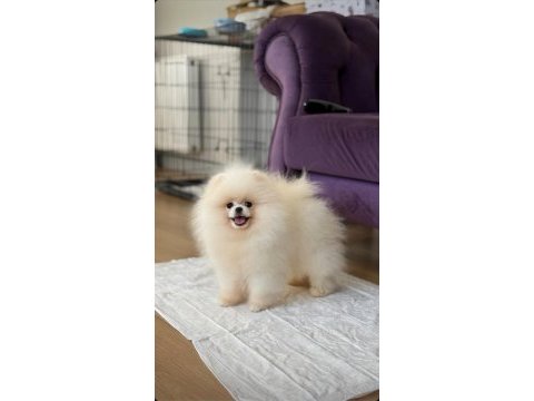 Ayı surat pomeranian boo