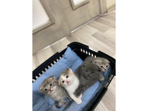Orjinal british shorthair yavruları