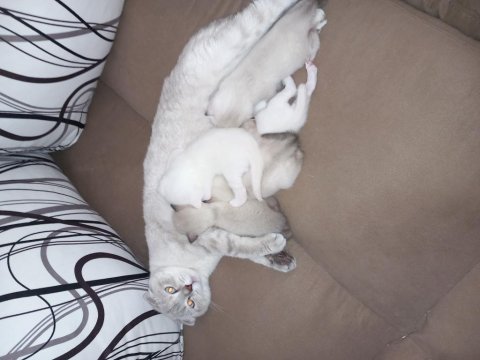 Sahiplendirme scottish fold