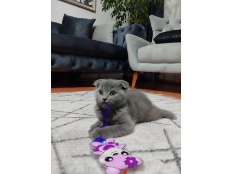 Ankara içi ilgilenen whatsapptan ulaşsın dişi scottish fold