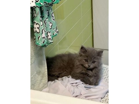 A++ a62 orjinal british longhair yavrularımız hazır
