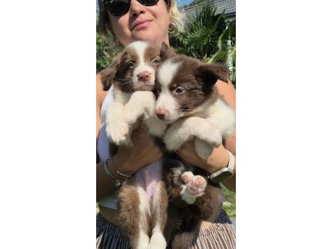 Mükemmel kalite kahve maskeli border collie bebeklerim