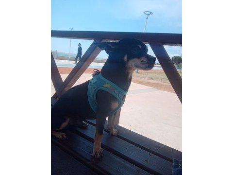 Minyatür pinscher 1 yaşında erkek