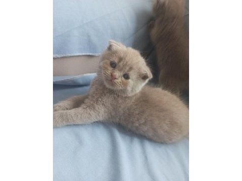 British shorthair / longhair ve scottish fold sahiplendirme