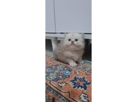 Pofuduk british longhair paşalar