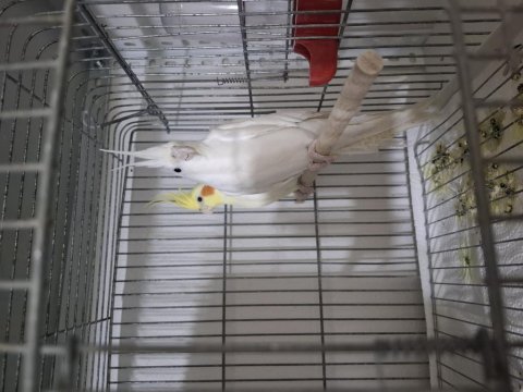 Lutino ve albino sultan papağanı takım