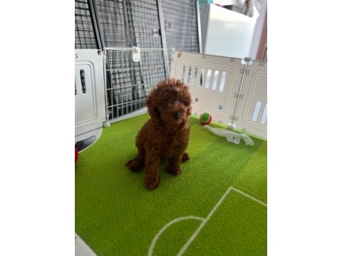 Siboşun poodle bebekleri