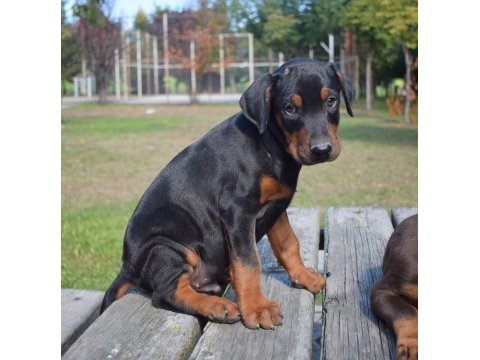 Europen iri doberman yavrular
